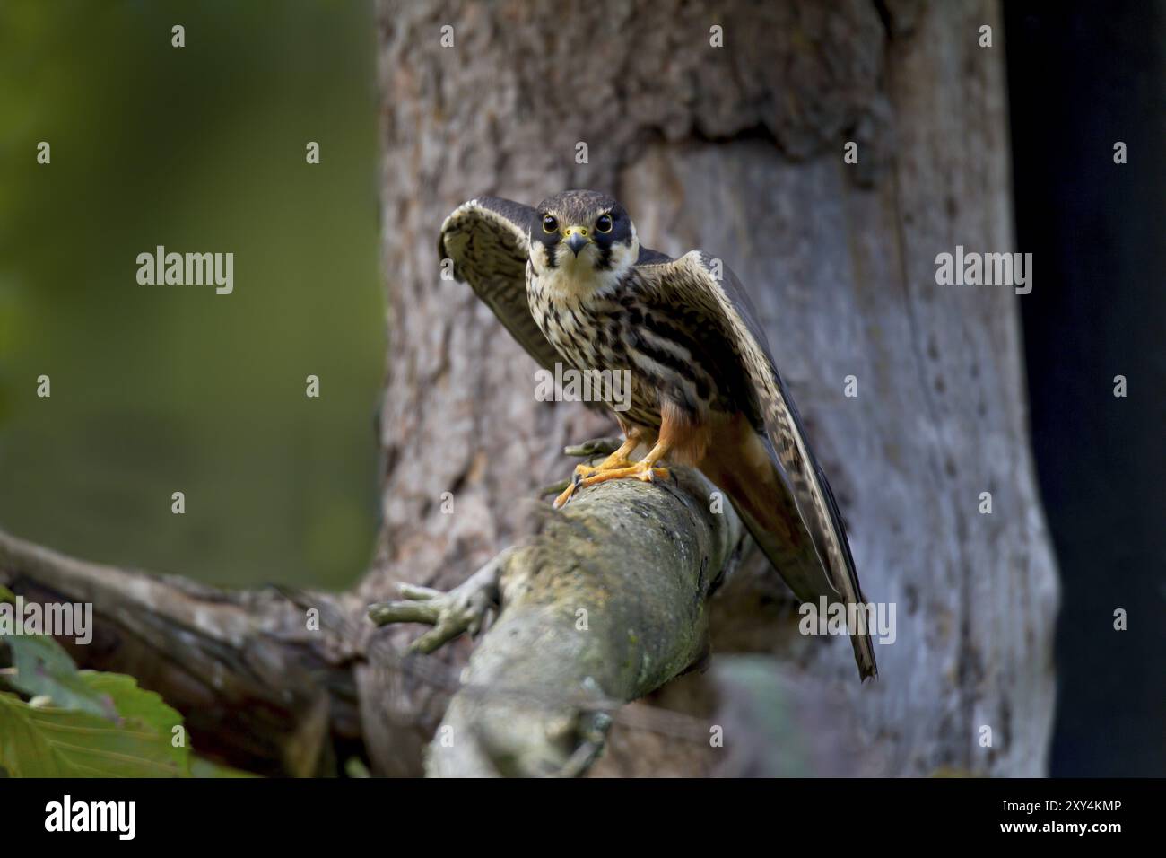 Eurasian Hobby, Falco subbuteo Foto Stock