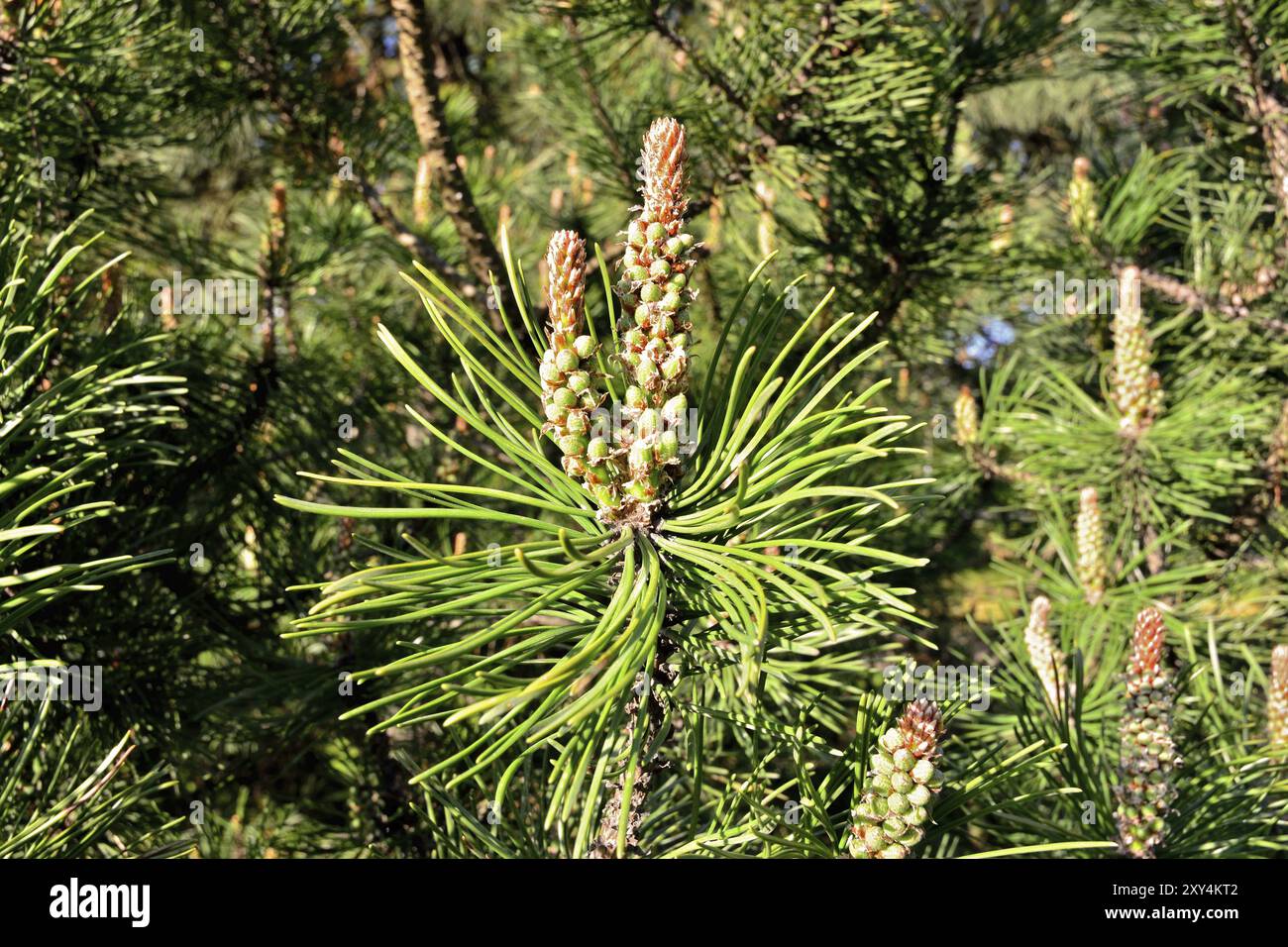 Pinus mugo. Aghi e gemme close up, bellissimo sfondo naturale Foto Stock