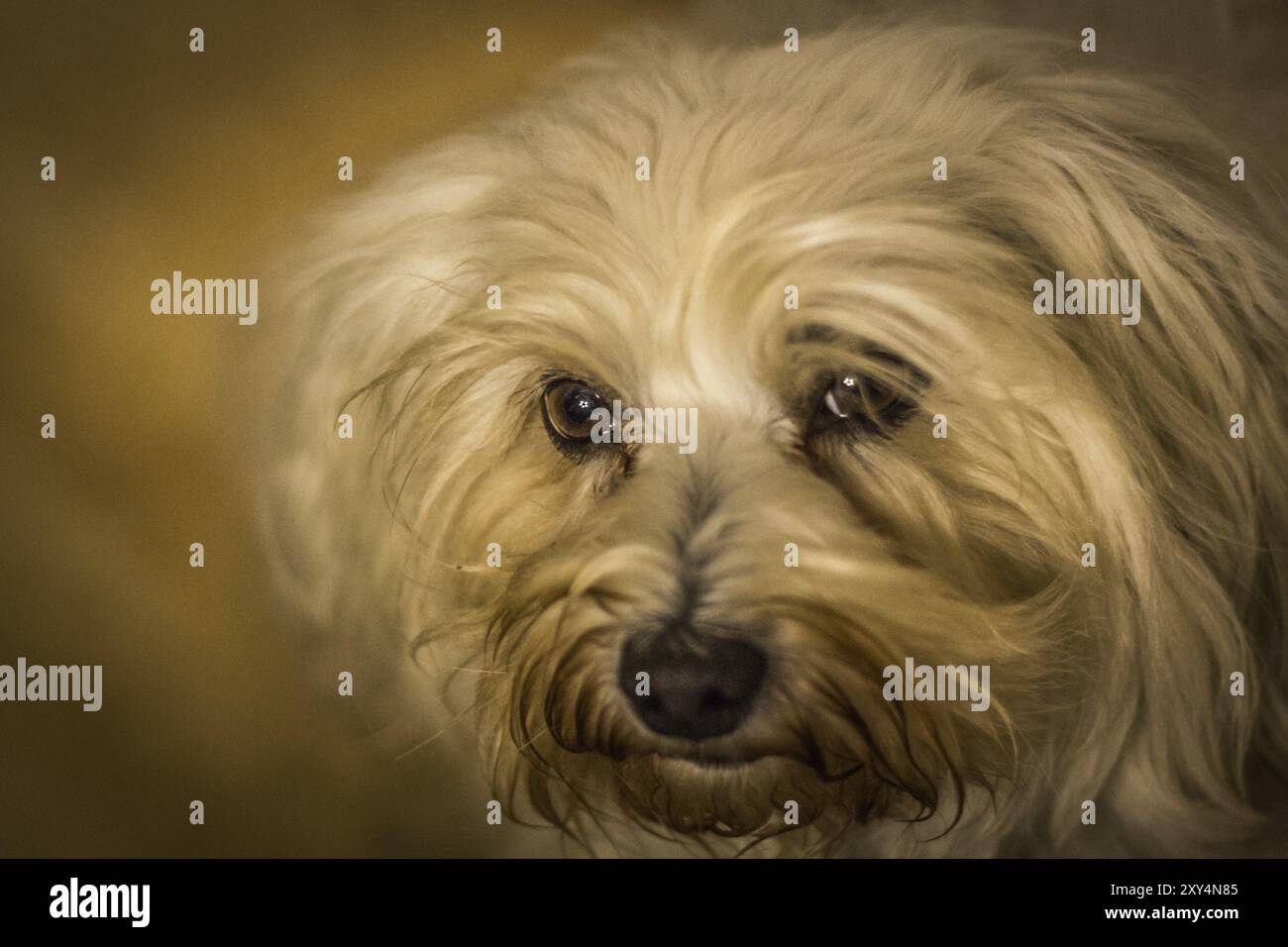 Havanese ha fotografato con poca luce, numeri ISO piuttosto alti Foto Stock