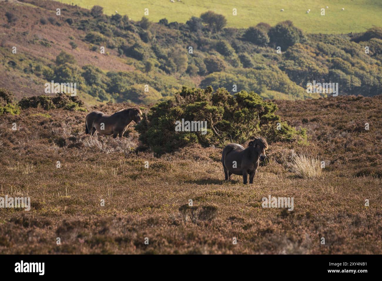 Un Exmoor Pony, visto sulla collina Porlock nel Somerset, Inghilterra, Regno Unito Foto Stock