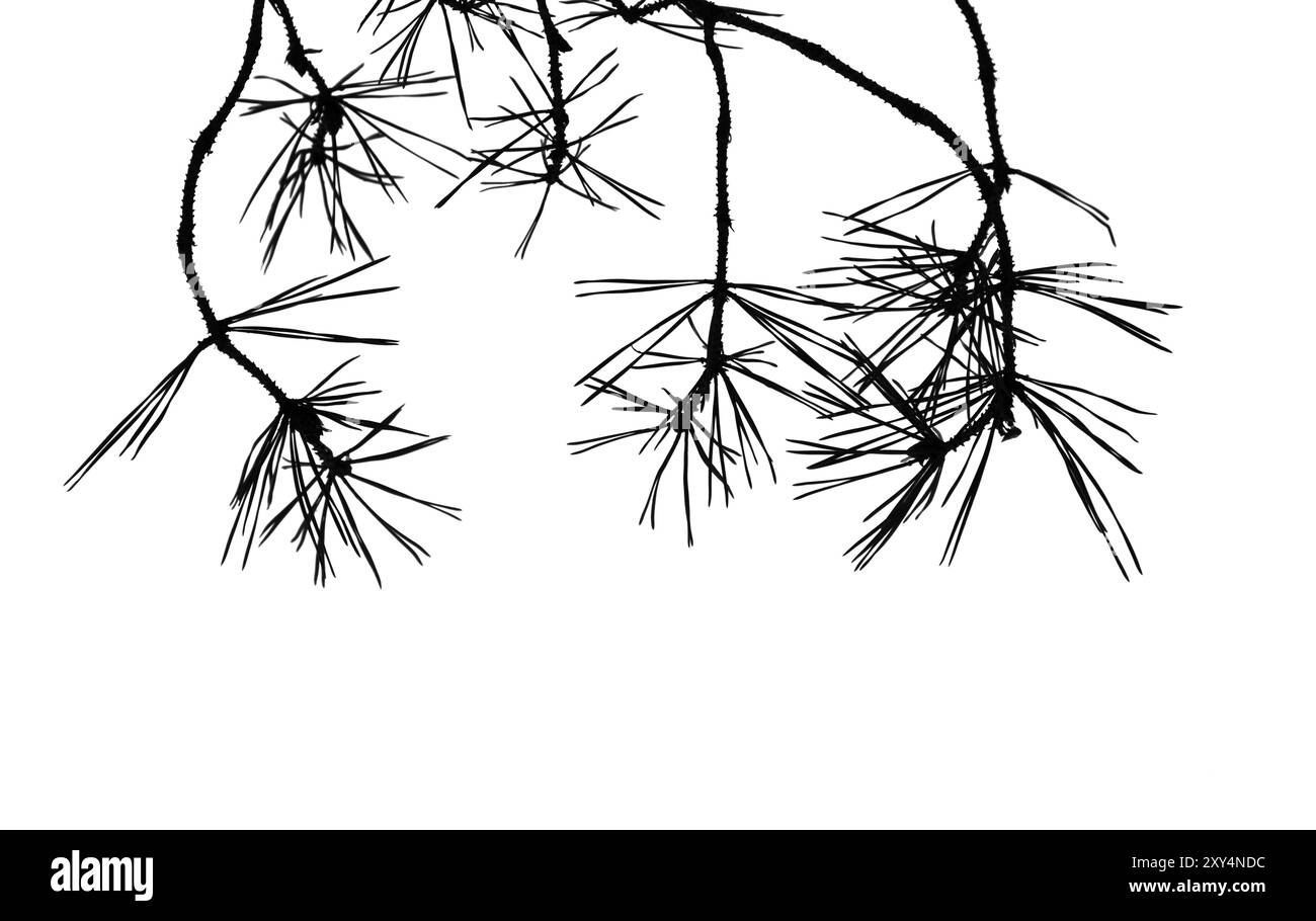 Ramo di pino con aghi lunghi isolati su sfondo bianco, fotografia di silhouette nera in primo piano Foto Stock