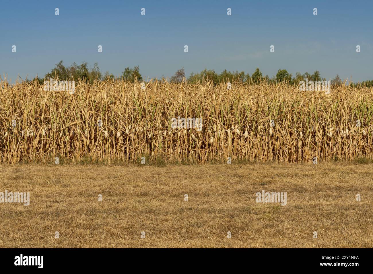 Duisburg, Renania settentrionale-Vestfalia, Germania, 7 agosto 2018: Vista su un campo di mais essiccato dopo un'ondata di caldo e settimane senza pioggia, Europa Foto Stock