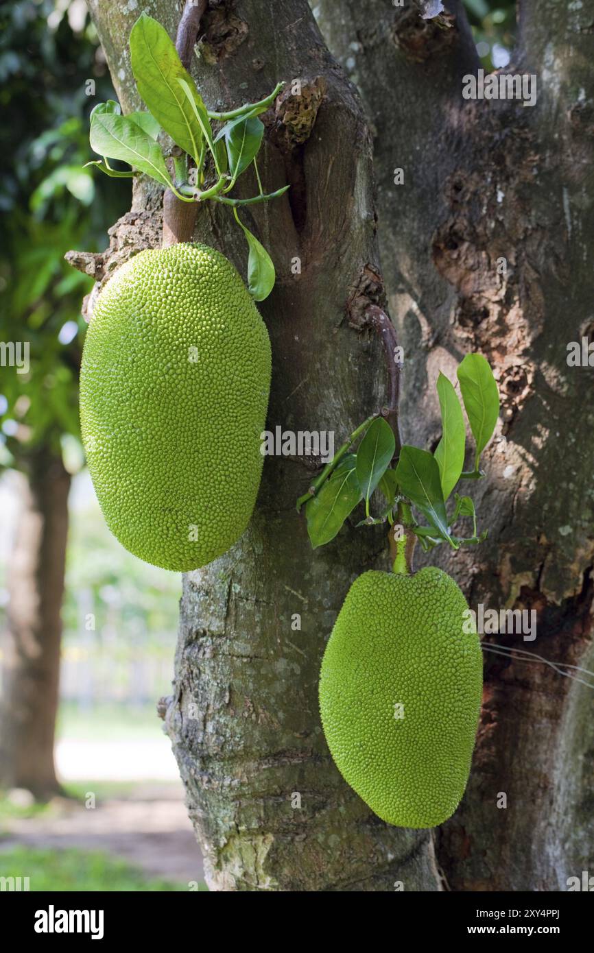 Un paio di jackfruit sull'albero Foto Stock