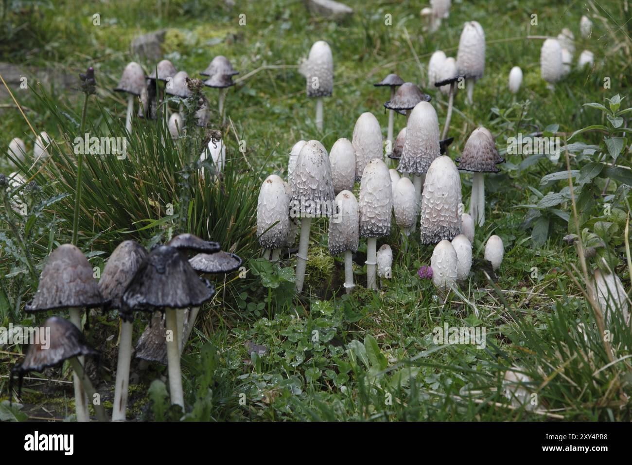 Tinte crestate di età diverse Foto Stock