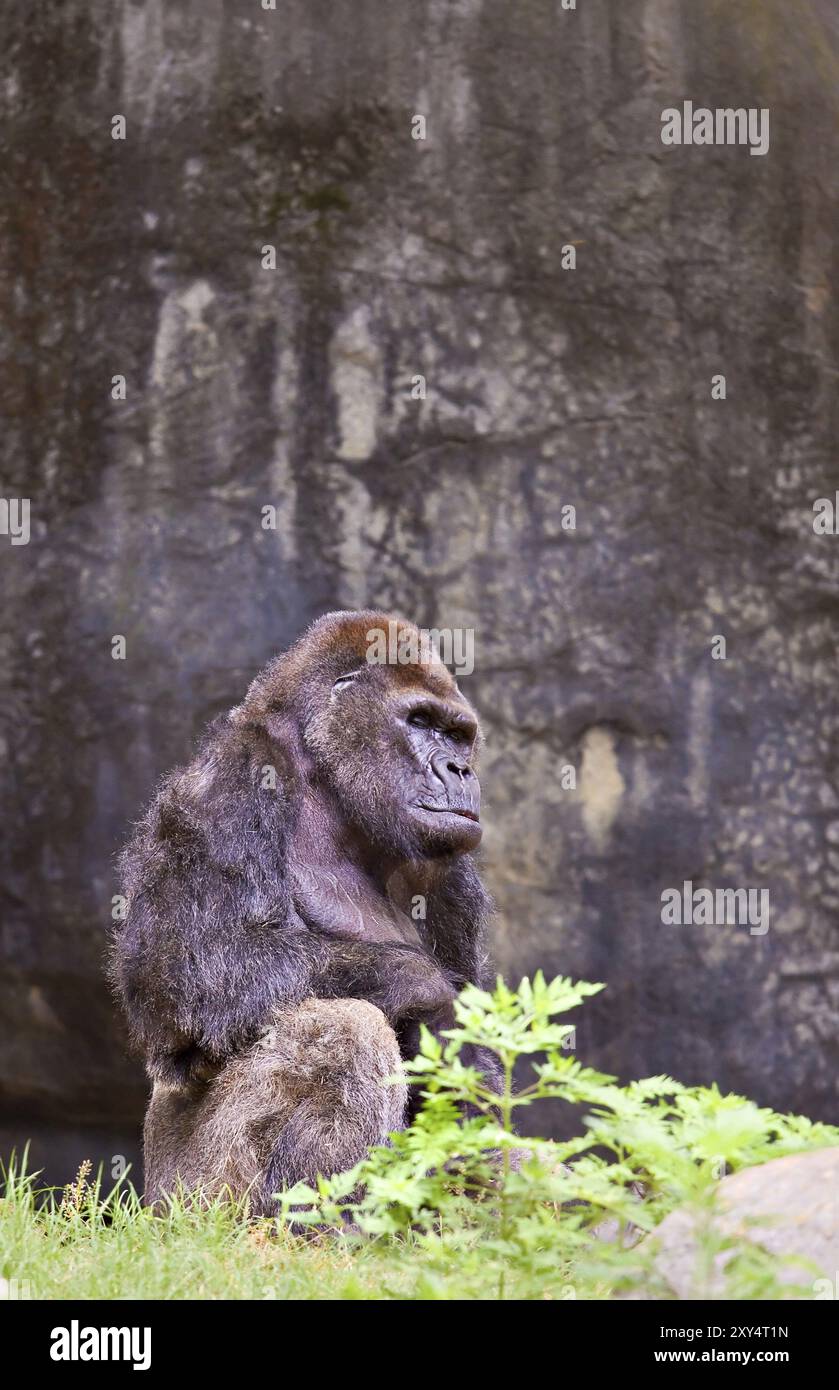 Un grande gorilla maschio. Zoo di Atlanta, Georgia, Stati Uniti, Asia Foto Stock