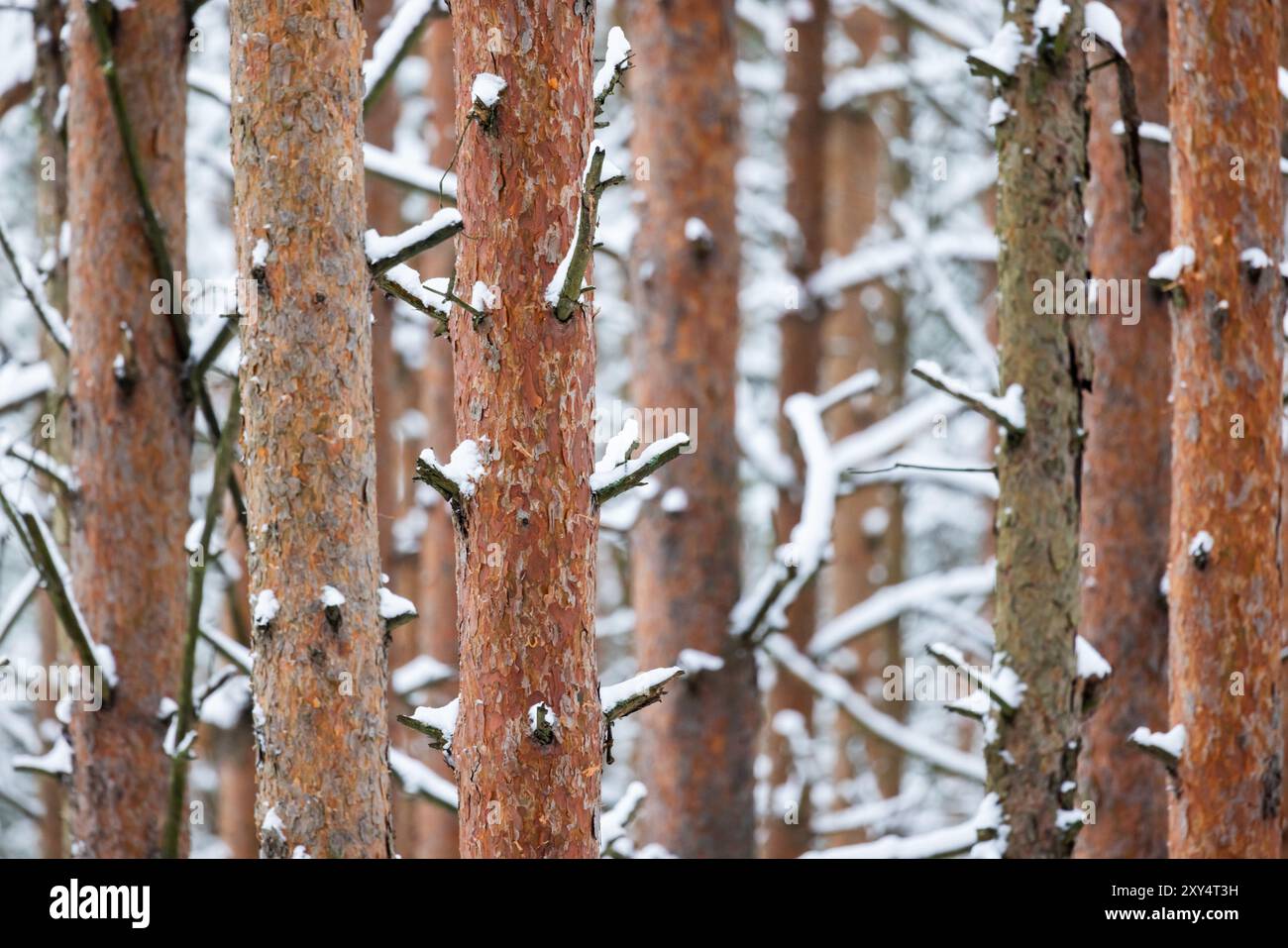I tronchi di pino con neve sono nella foresta invernale, foto di sfondo naturale con messa a fuoco selettiva Foto Stock