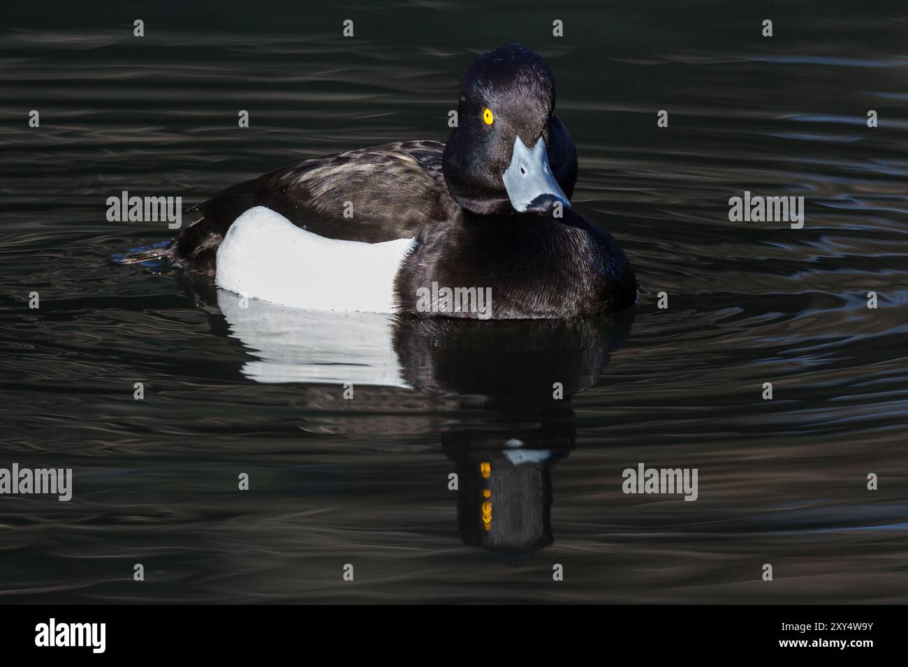 Un'anatra tufted maschile (Aythya fuligula) su un lago in un parco a Kanagawa, in Giappone Foto Stock