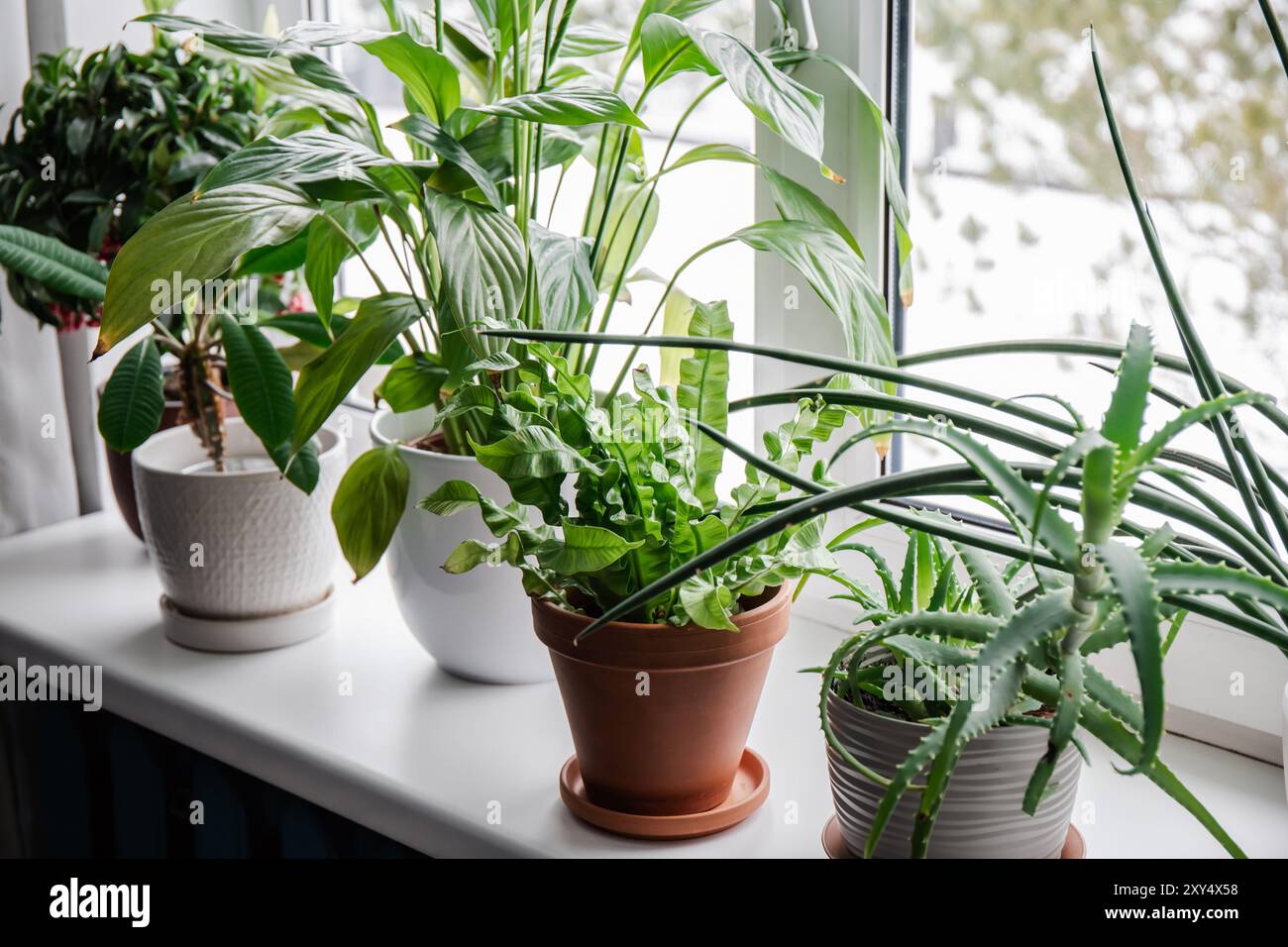 Molte piante d'appartamento crescono sul davanzale della finestra. Ardisia crenata, Euphorbia leuconeura, Spathiphyllum, Asplenium nidus, Aloe vera, Dracaena angolens Foto Stock