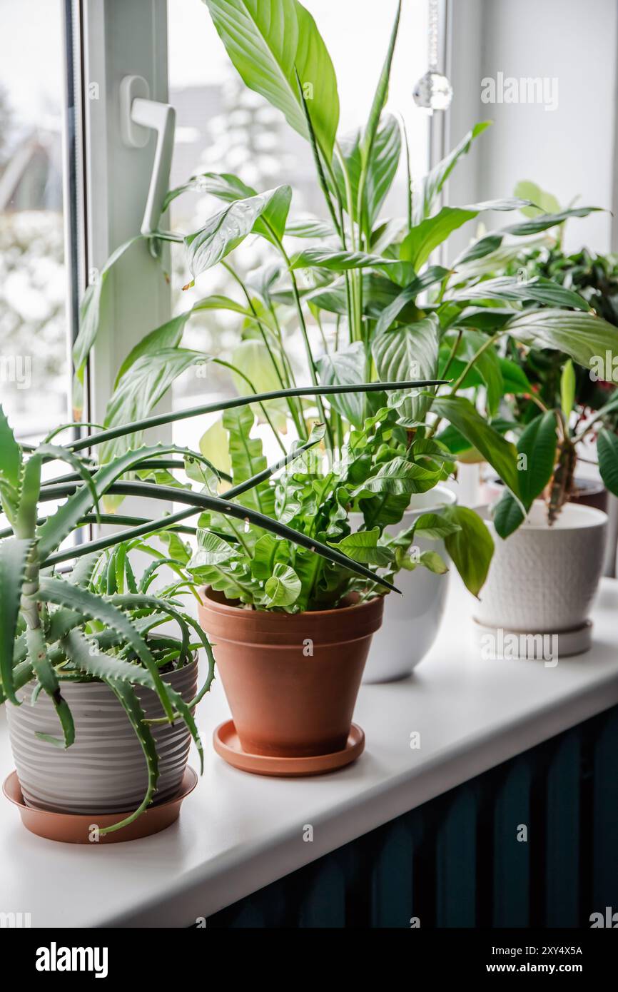 Molte piante d'appartamento crescono sul davanzale della finestra. Ardisia crenata, Euphorbia leuconeura, Spathiphyllum, Asplenium nidus, Aloe vera, Dracaena angolens Foto Stock