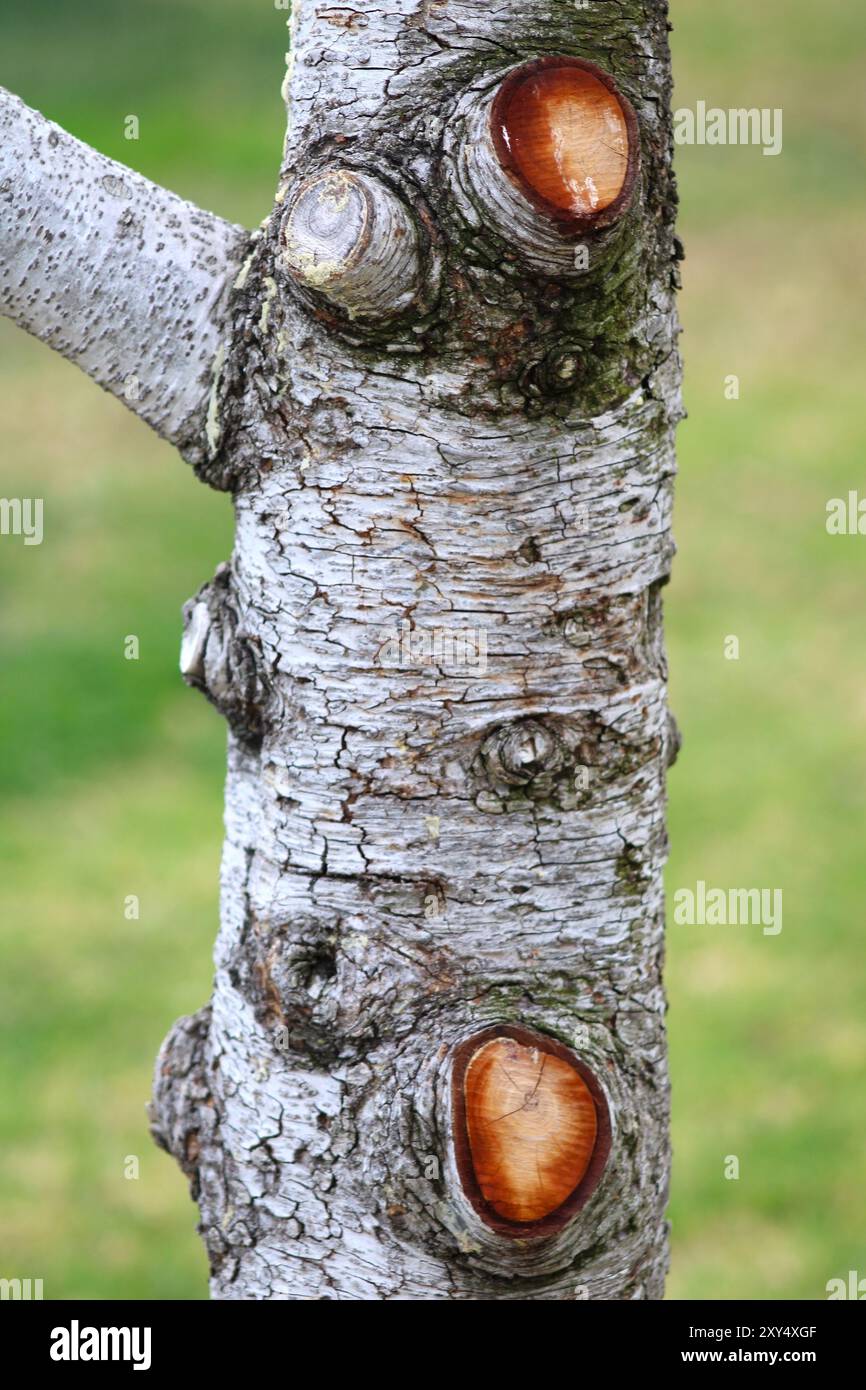 nodi marroni sul tronco grigio dell'albero Foto Stock