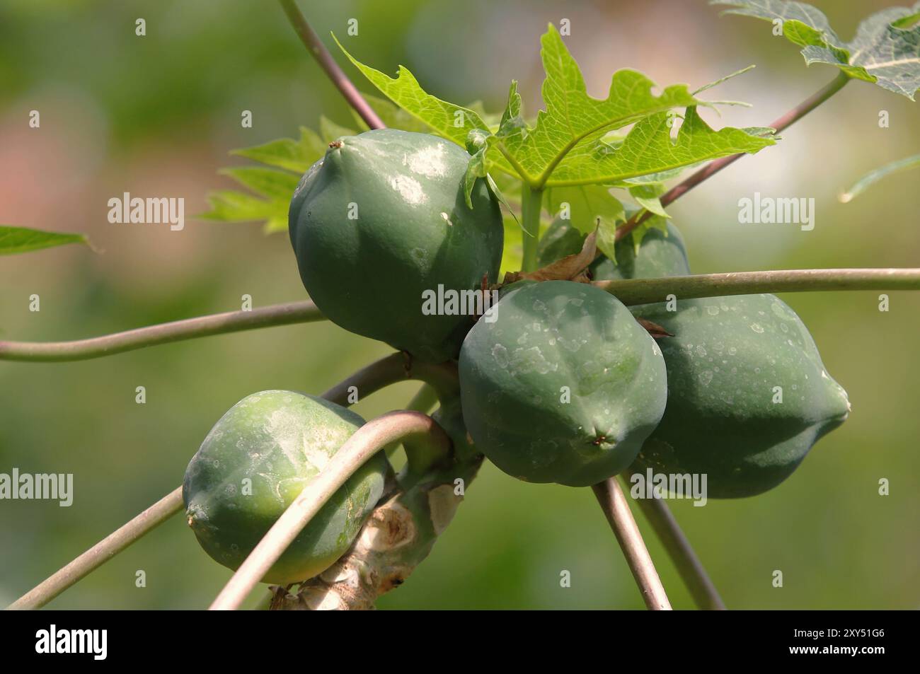 Albero di Asimina Foto Stock