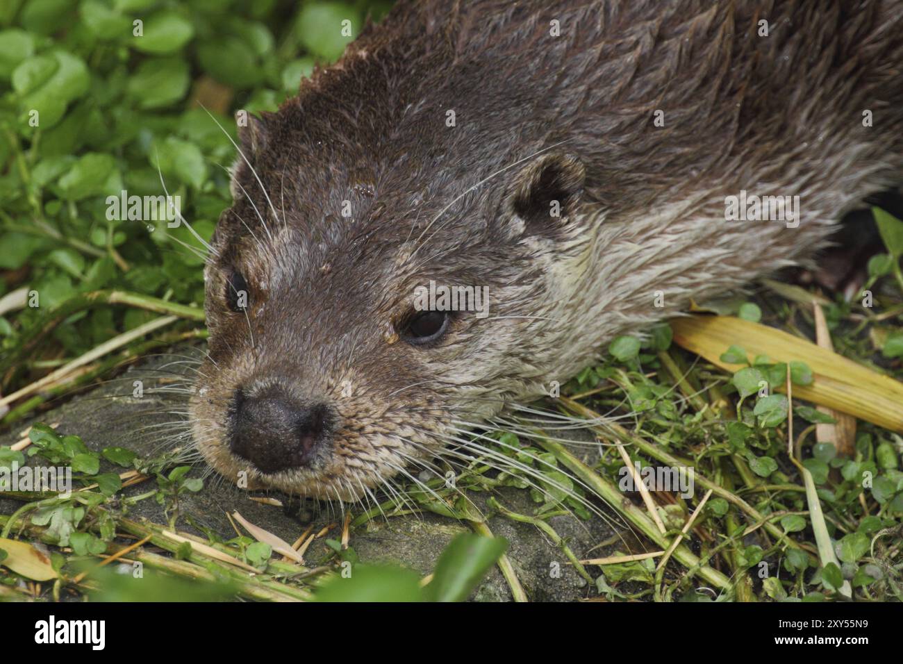 La lontra europea eurasiatica è una martora adattata alla vita acquatica ed è uno dei migliori nuotatori tra i predatori terrestri la lontra eurasiatica, nota anche come Foto Stock