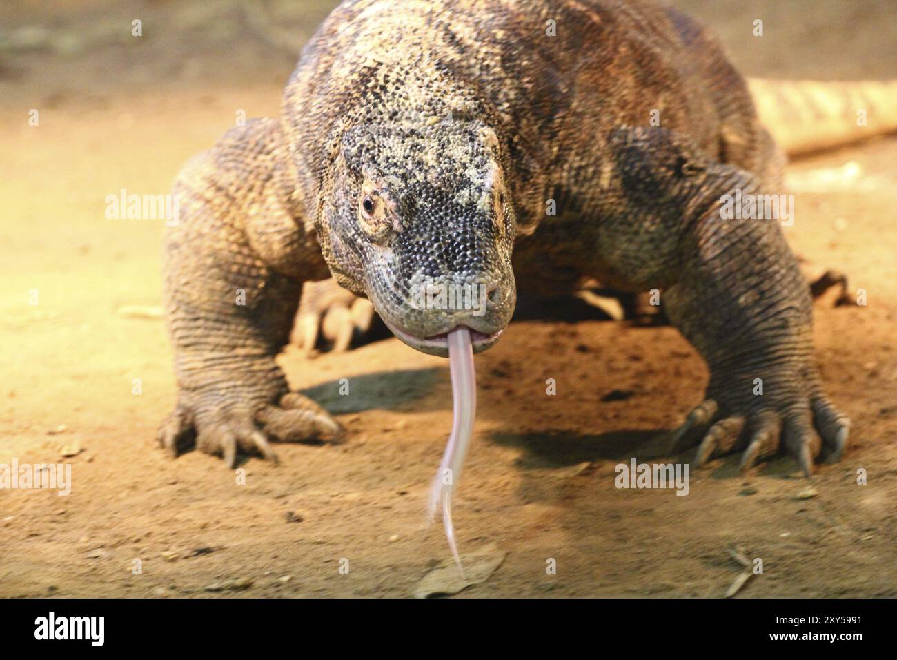 Le lucertole monitor (Varanus) formano un genere di circa 79 specie di certole squamose (Squamata) è il nome comune di diverse lucertole grandi Foto Stock
