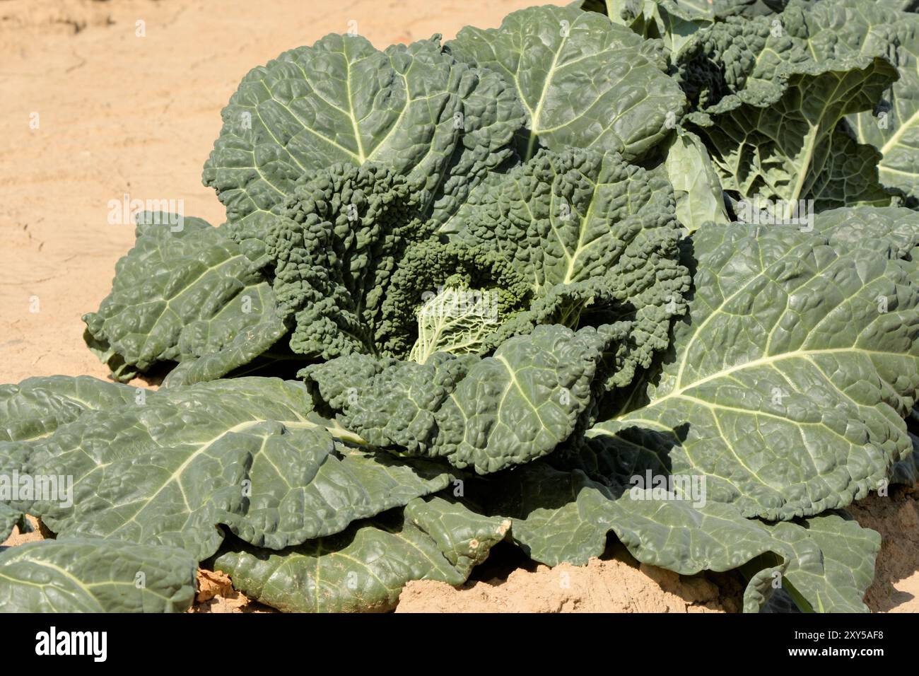 Cavolo di Savoia nel campo Foto Stock