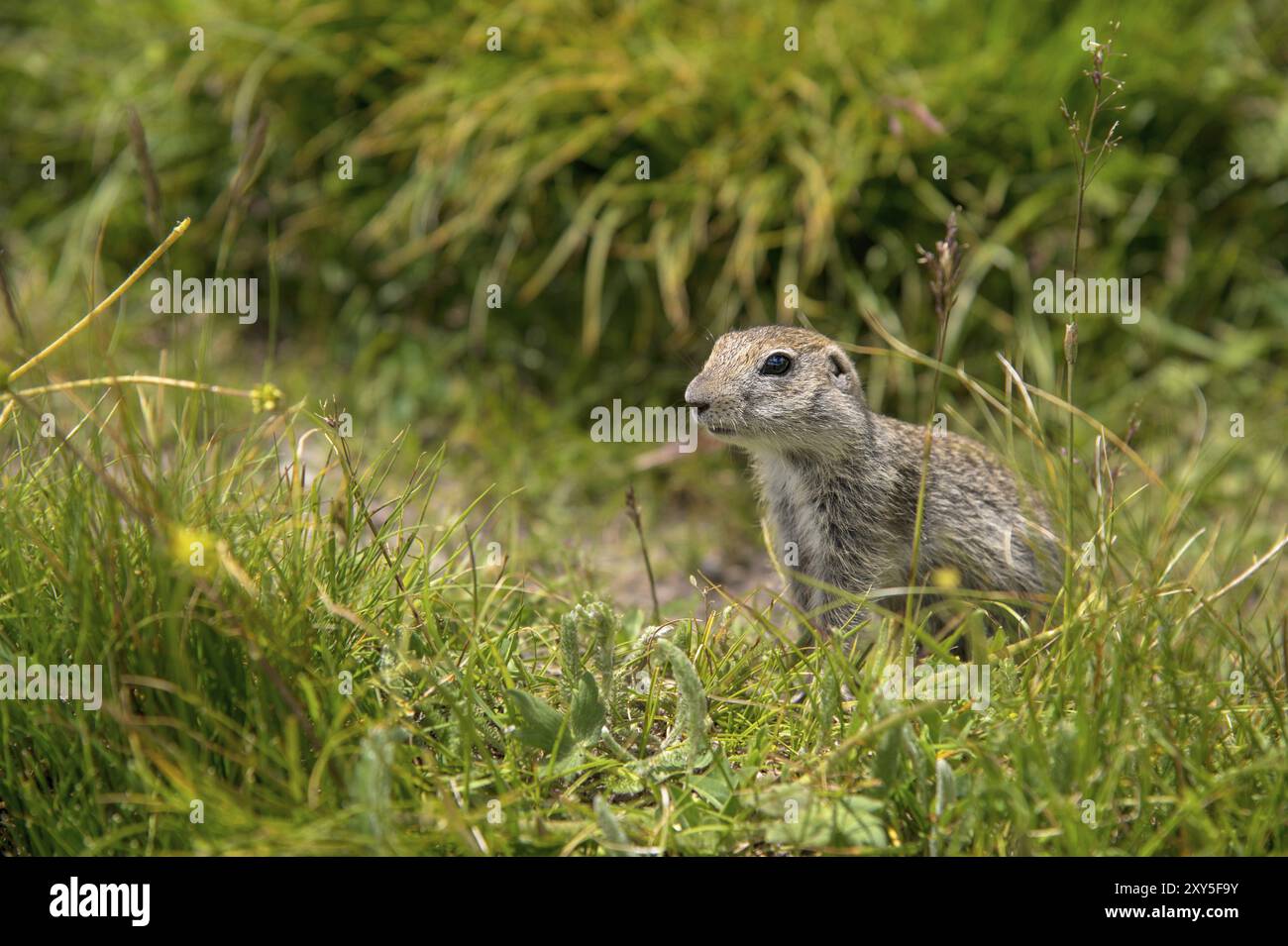Primo piano: Scoiattolo di terra caucasico che guarda attentamente Foto Stock
