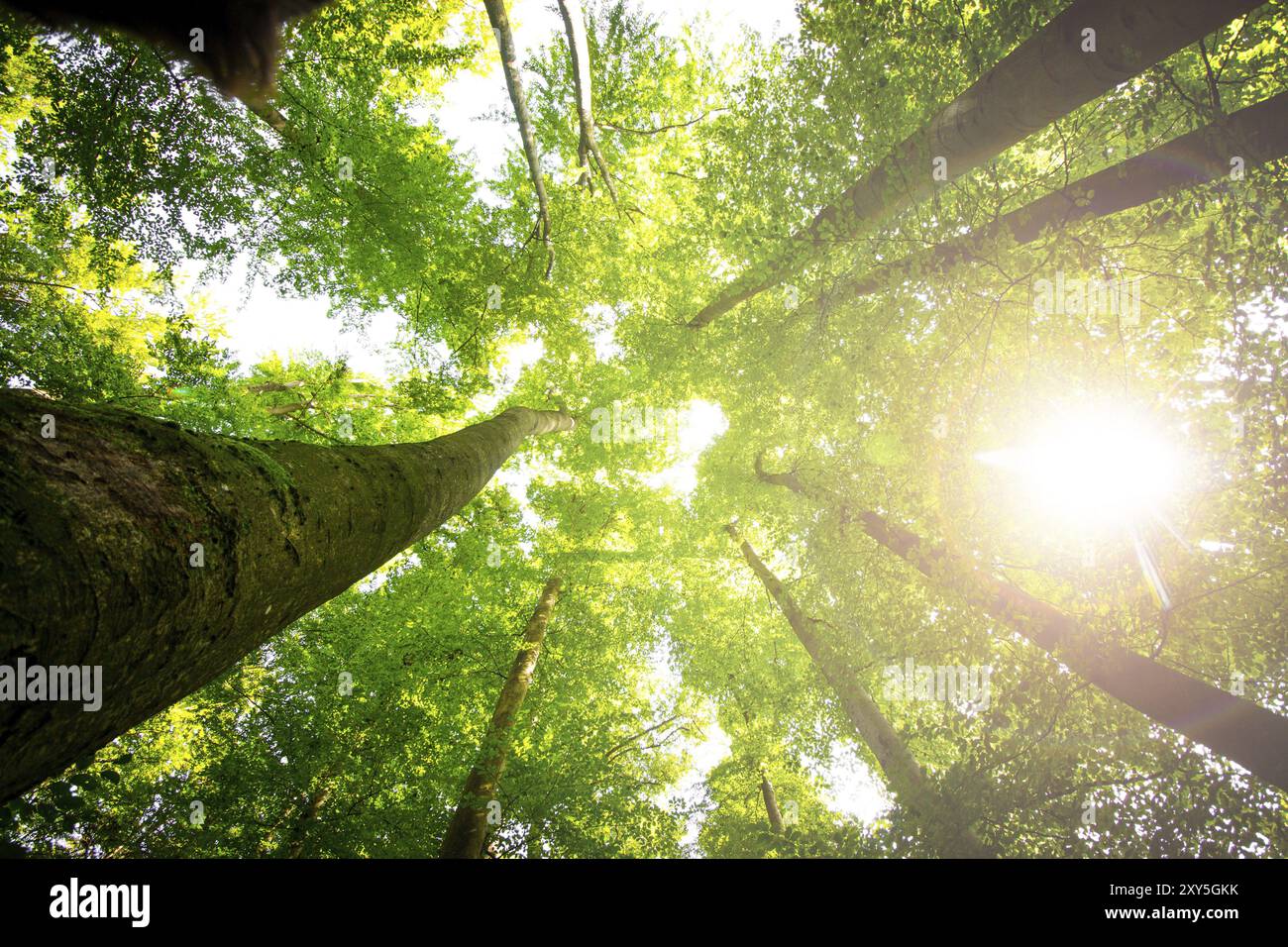 Vista dal basso degli impressionanti abeti rossi nella foresta. Tempo di primavera Foto Stock