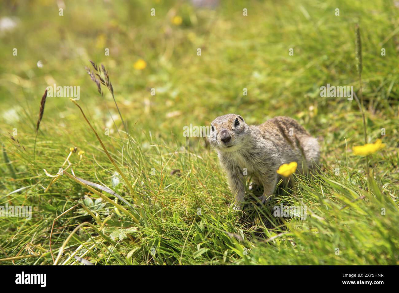 Primo piano: Scoiattolo di terra caucasico che guarda attentamente Foto Stock