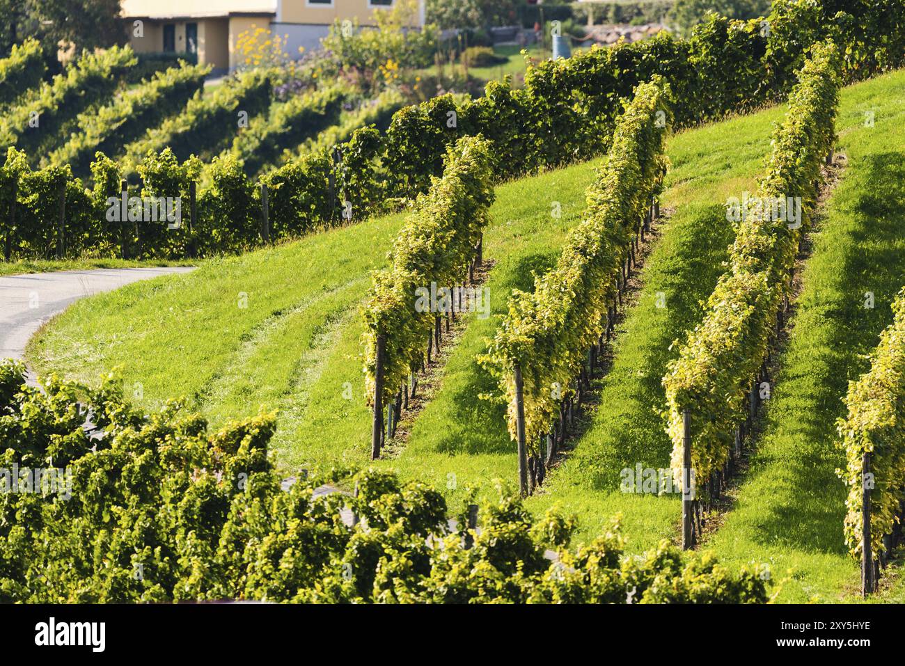Colline di vigneti nella regione della Stiria meridionale in Austria. Concetto di vigneto Foto Stock