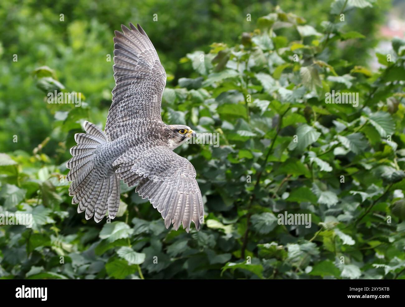 Falcon Foto Stock