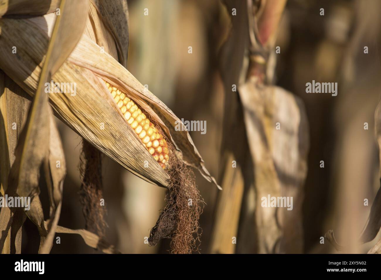 Mais mature su un campo agricolo, close up Foto Stock