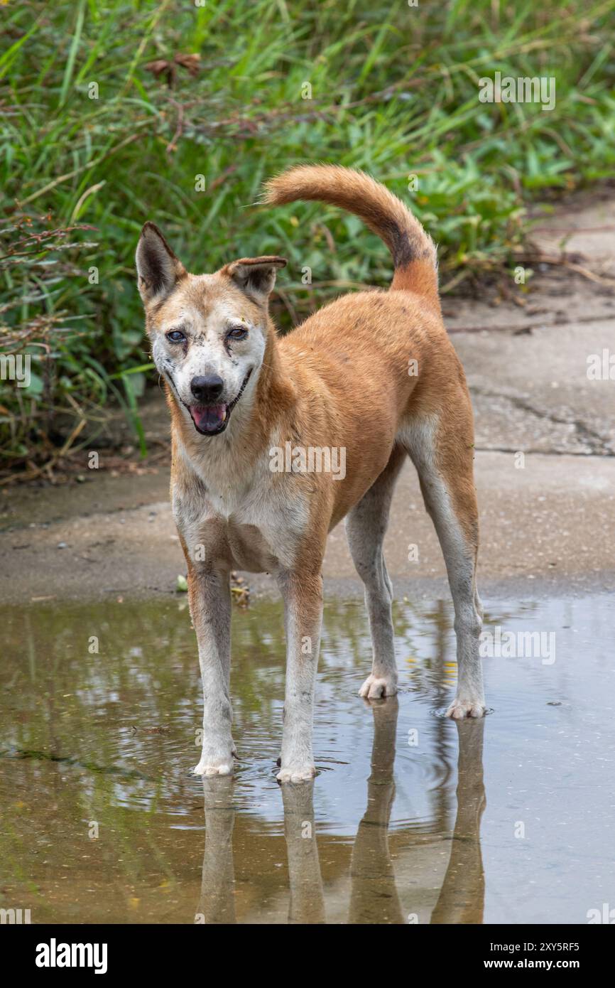 I cani randagi Foto Stock