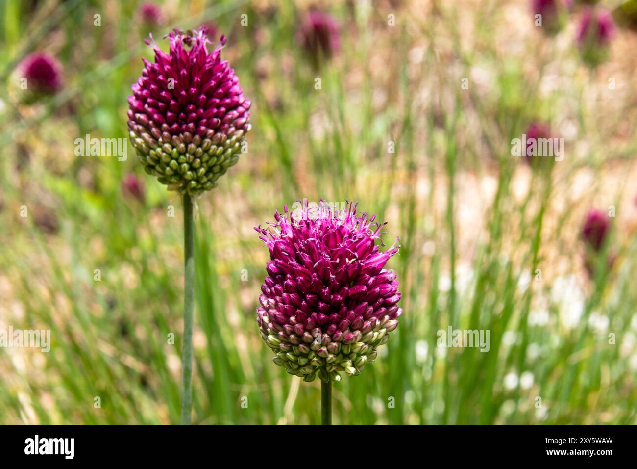 Primo piano del fiore all'aglio a testa tonda Foto Stock