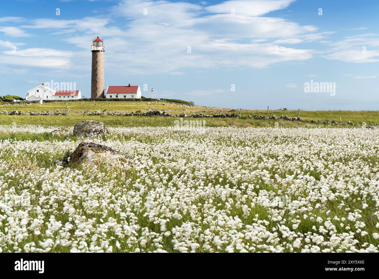 Faro Lista Fyr, prato con erba di cotone, Ytre Listalandet, Borhaug, Vestbygd, Farsund, Vest-Agder, Norvegia, Europa Foto Stock