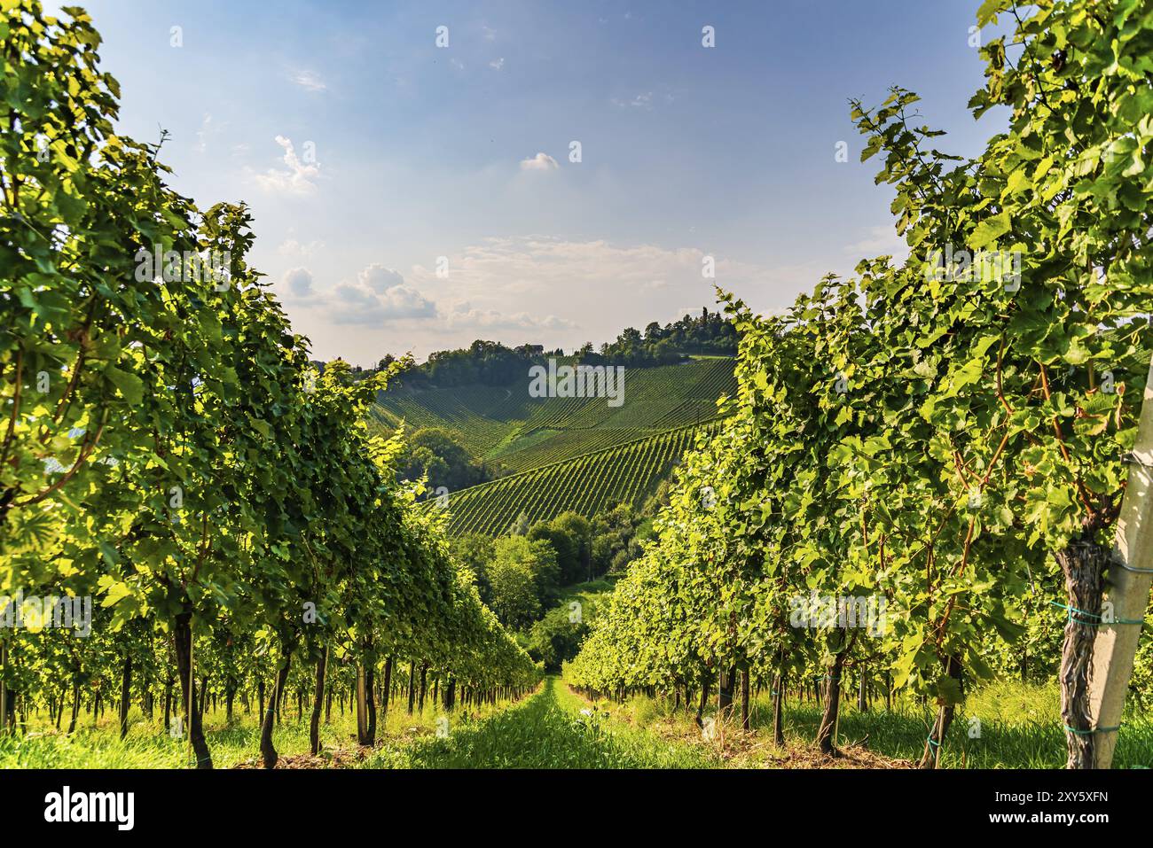 Colline di vigneti nella regione della Stiria meridionale in Austria. Concetto di vigneto Foto Stock