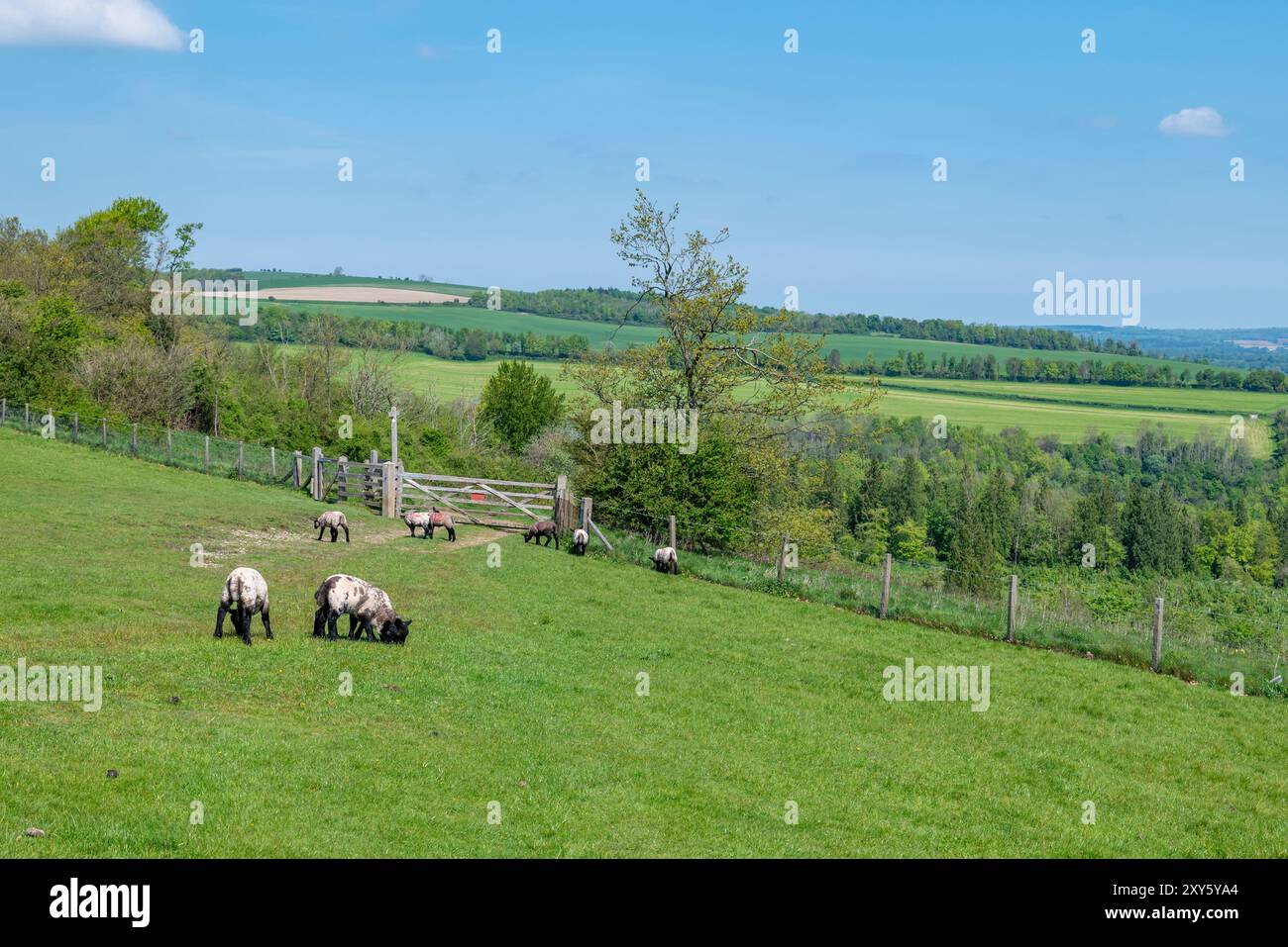 The Monarch's Way si dirige a nord-est attraverso Arundel Park - Arundel, South Downs National Park, West Sussex, Regno Unito. Foto Stock