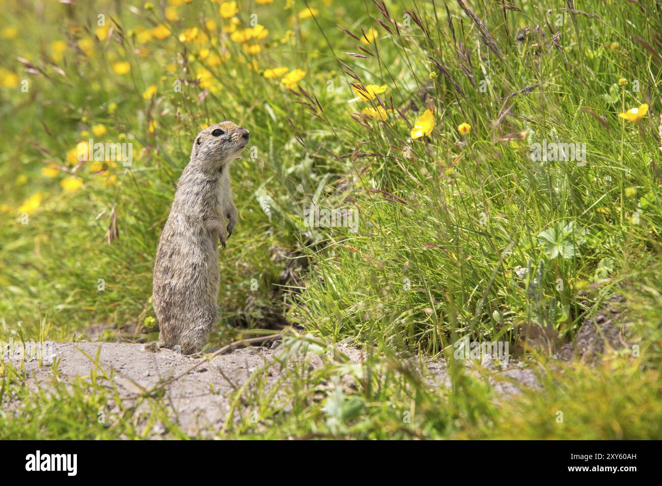 Primo piano: Scoiattolo di terra caucasico che guarda attentamente Foto Stock