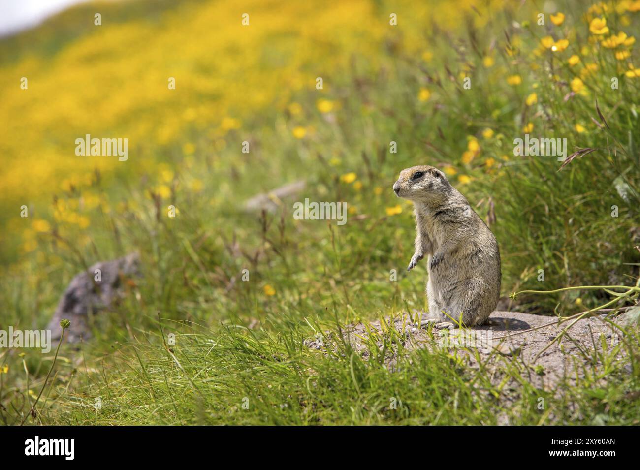 Primo piano: Scoiattolo di terra caucasico che guarda attentamente Foto Stock
