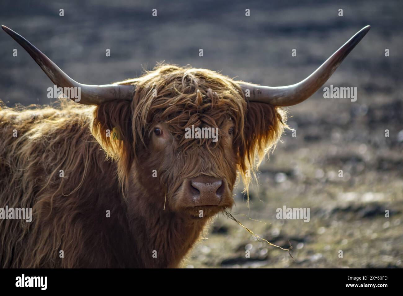 Ritratto dettagliato di un bestiame scozzese delle Highlands con corna di hugh al sole Foto Stock