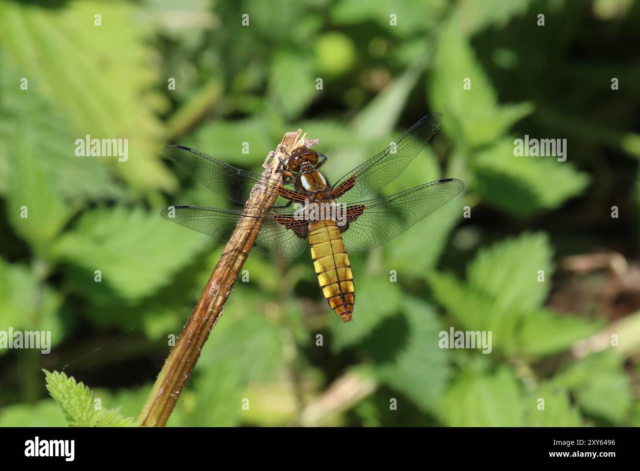 Chaser Dragonfly dal corpo ampio, riposo femminile - Libellula depressa, Somerset, Regno Unito Foto Stock