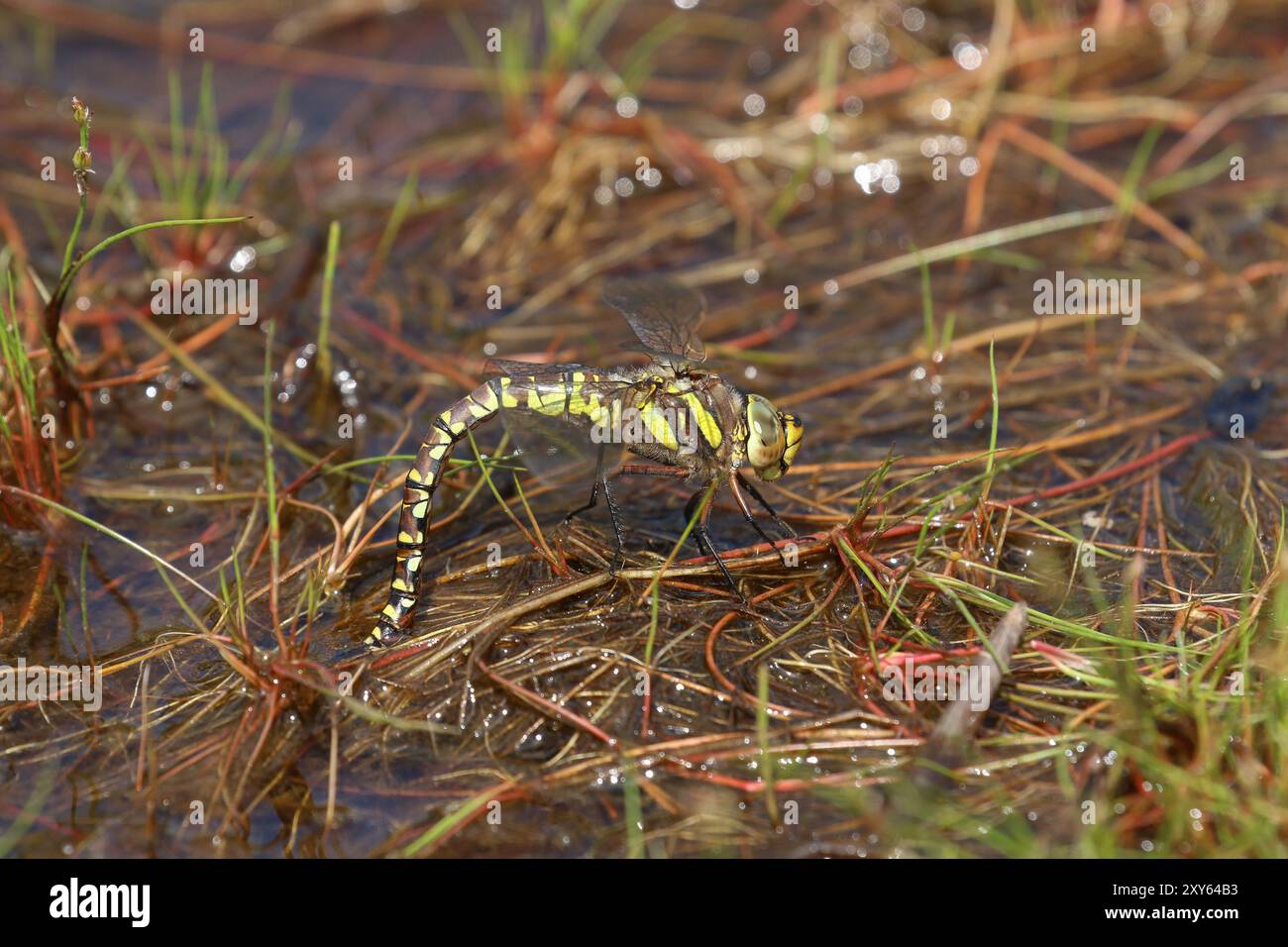 Common Hawker o Moorland Hawker Dragonfly, forma gialla femminile ovipositing - Aeshna juncea, Somerset, Regno Unito Foto Stock