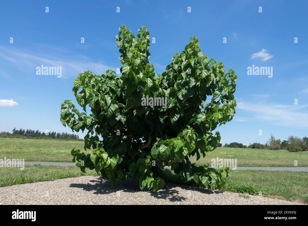 Morus latifolia "Spirata" Morus Tree Foto Stock
