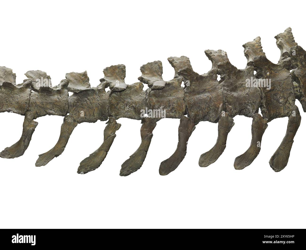 Vertebre caudali del dinosauro Brachiosaurus isolate con percorso di ritaglio su sfondo bianco Foto Stock