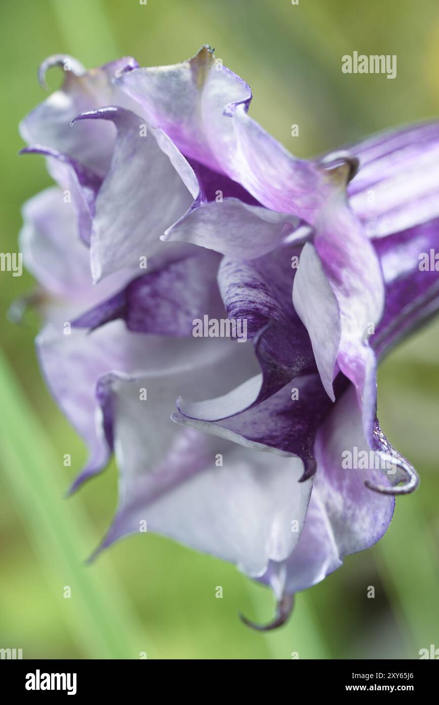 Ballerina viola, primo piano dei fiori di petali bianchi e viola. Alson è conosciuto come la tromba del Diavolo (Datura metel fastuosa) o la tromba di Angelo Foto Stock