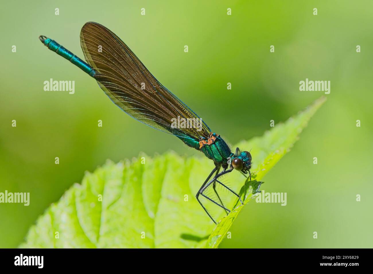 Bellissima Demoiselle (Calopteryx virgo), uomo arroccato su una foglia, Pentewan Valley, Cornovaglia, Regno Unito. Foto Stock