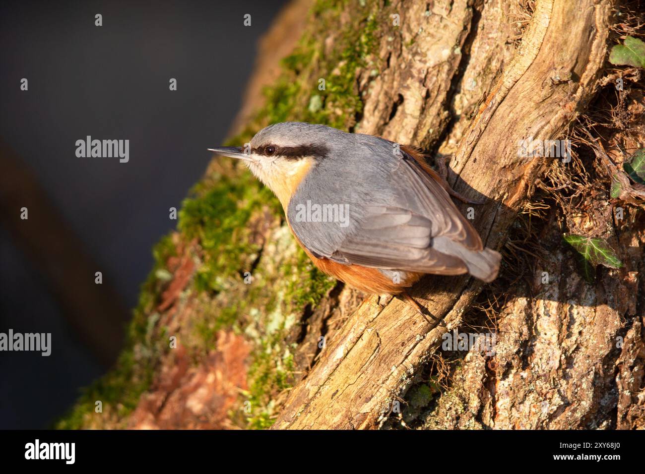 Eurasian Nuthatch (Sitta europaea) nella zona di protezione della natura di Moenchbruch vicino a Francoforte, Germania, Europa Foto Stock