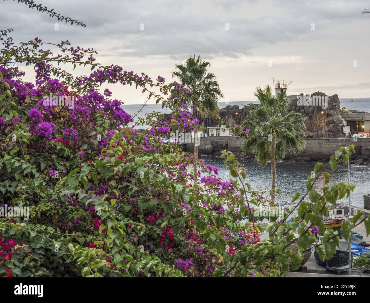 Ammira i fiori colorati e le palme fino al porto, il mare e le rocce sullo sfondo, Funchal, madeira, portogallo Foto Stock