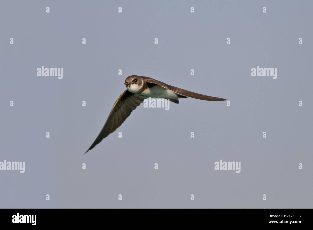 Sand martin, Riparia riparia, Sand martin Foto Stock