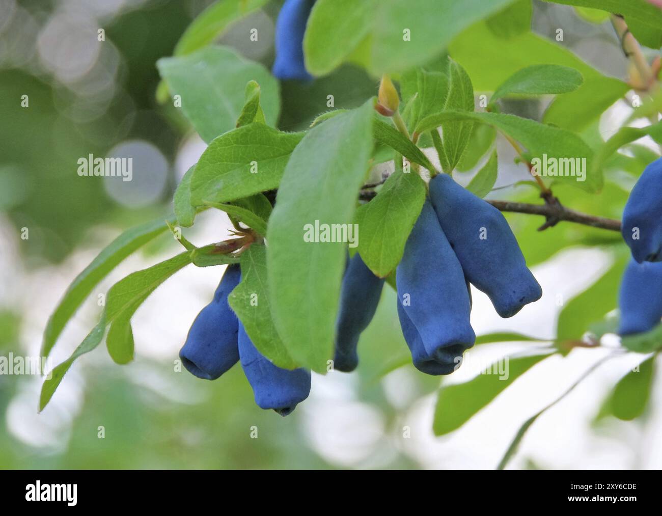 Mayberry, Sweetberry Honeysuckle 03 Foto Stock