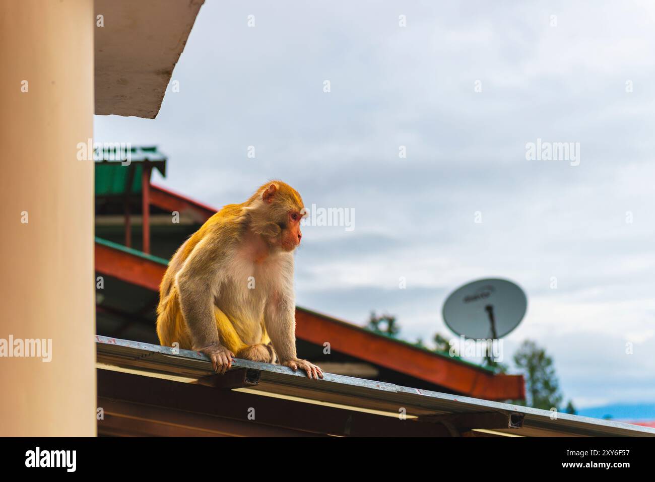 Una scimmia rhesus seduta su un tetto di latta. Foto Stock