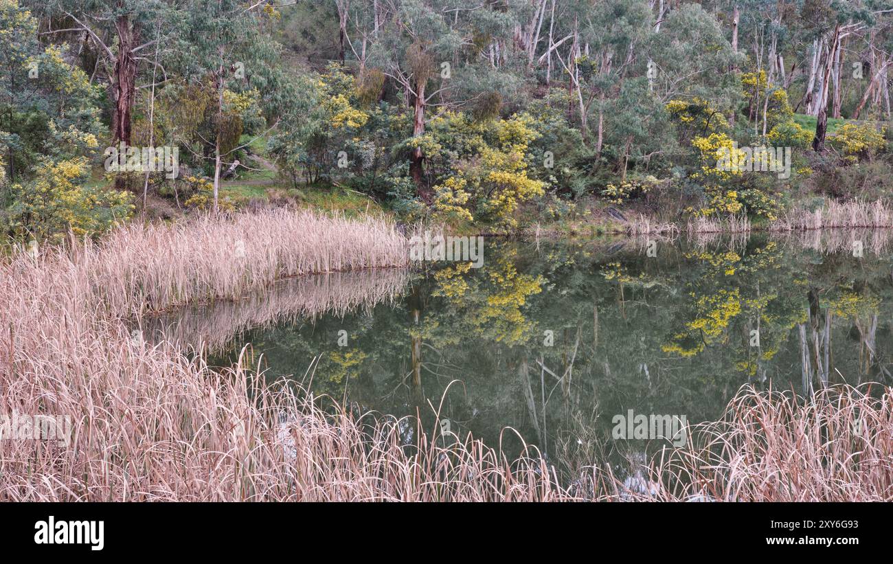 Wattle Round the Lake Foto Stock