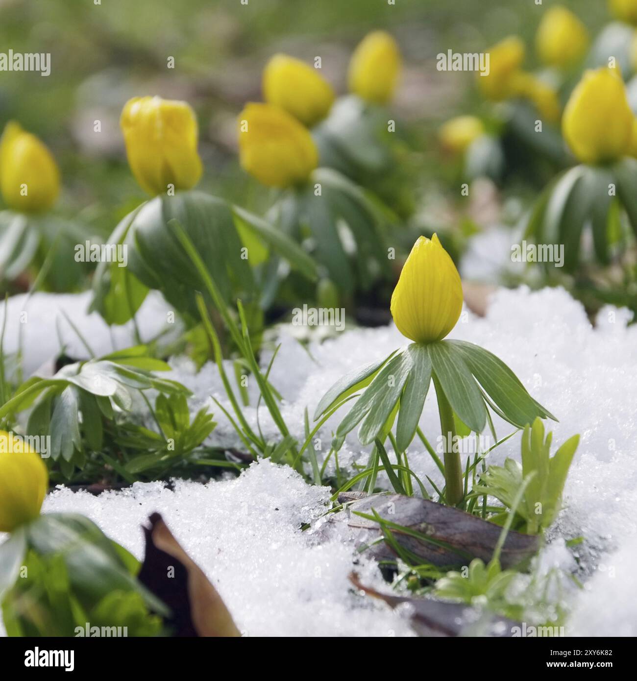 Aconite invernale, Monkshood 02 Foto Stock