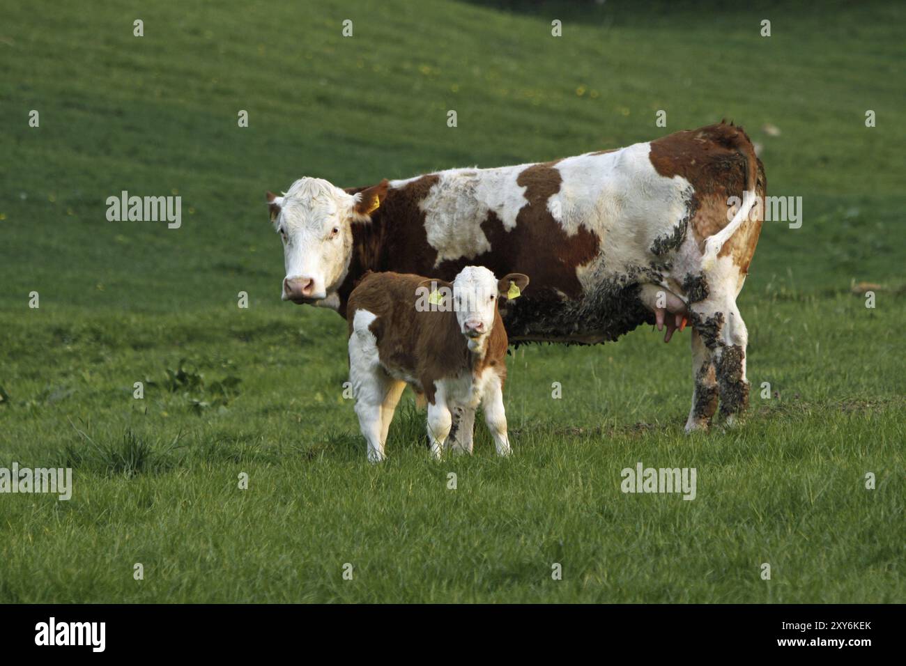 Mucche felici Foto Stock