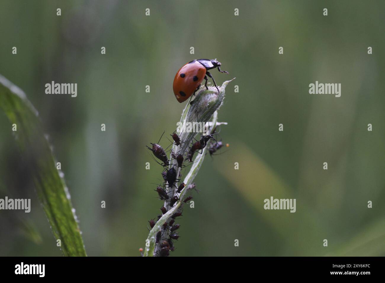 Aphidi di caccia di uccelli selvatici in sette punti Foto Stock