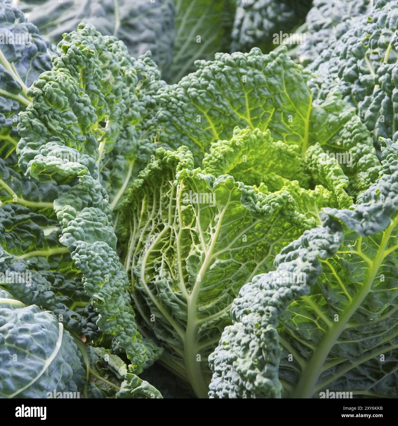 Savoy Cabbage, Savoy Cabbage 03 Foto Stock