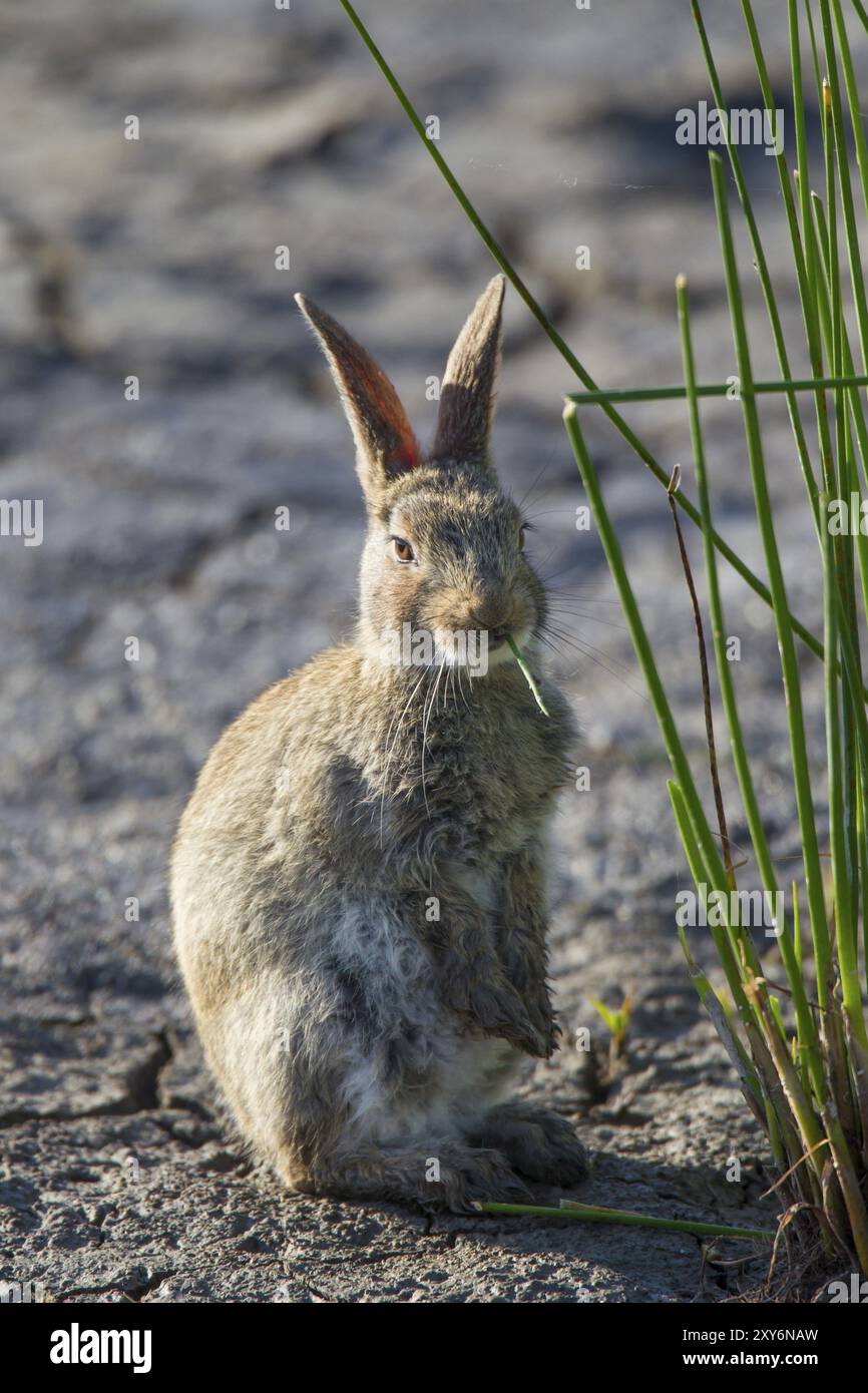 Coniglio selvatico, Oryctolagus cuniculus, rabbitaco europeo Foto Stock