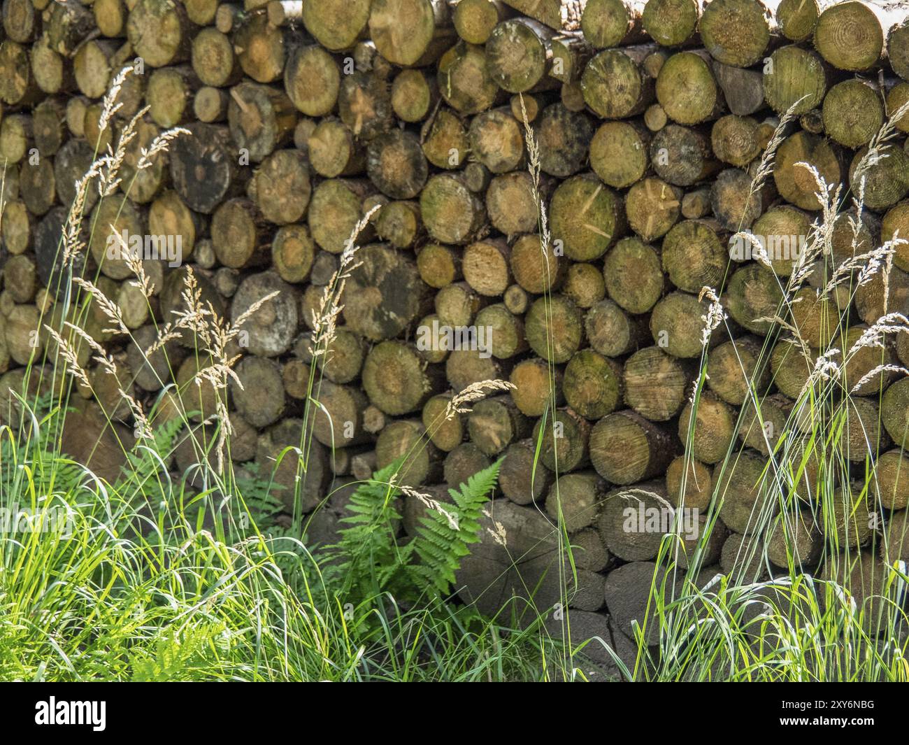 Legna da ardere impilata davanti all'erba alta e alle felci in primo piano, Bad Lippspringe, Germania, Europa Foto Stock